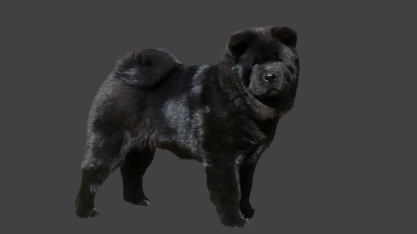 Black Chow Chow price in India