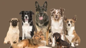 Best Dog breeds in India for first time-owners