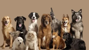 Expensive dog breeds in India