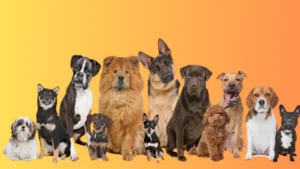 Best dog breeds for families