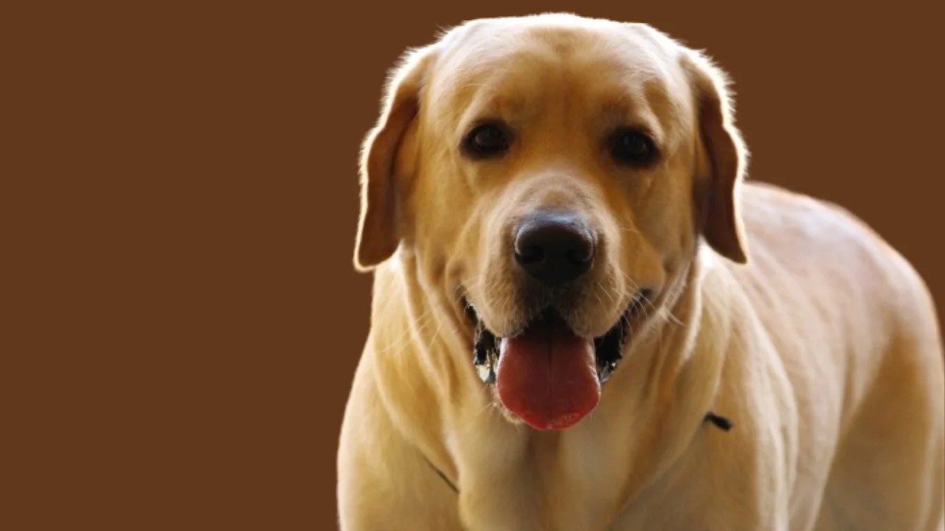 Golden Labrador dog price