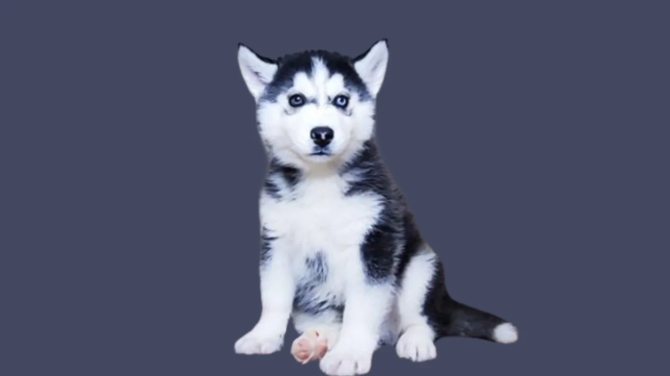 Husky puppy price in Kolkata