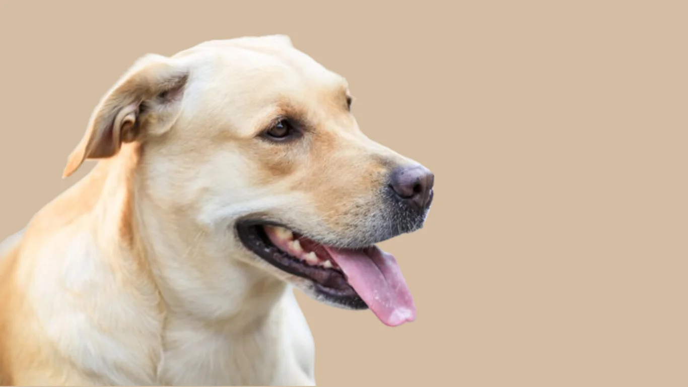 Labrador dog price in Ahmedabad