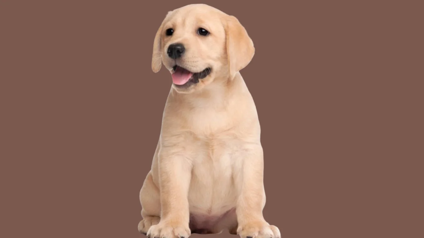 Labrador puppy price in Delhi