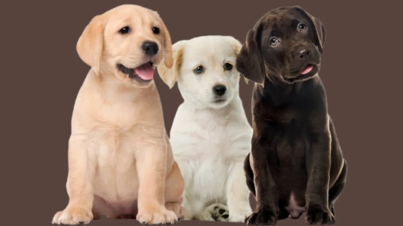 Labrador puppy price in Kerala