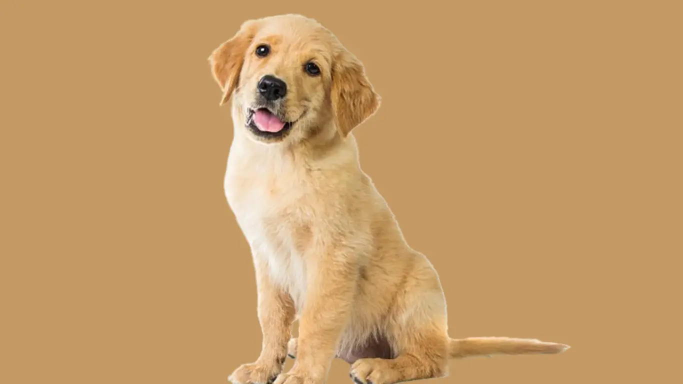 Labrador puppy price in Kolkata