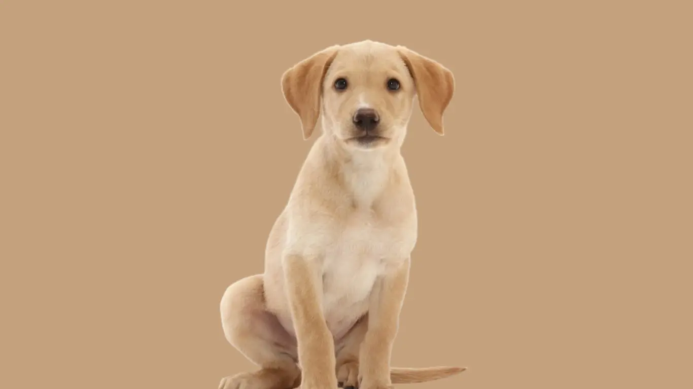 Labrador puppy price in Mumbai