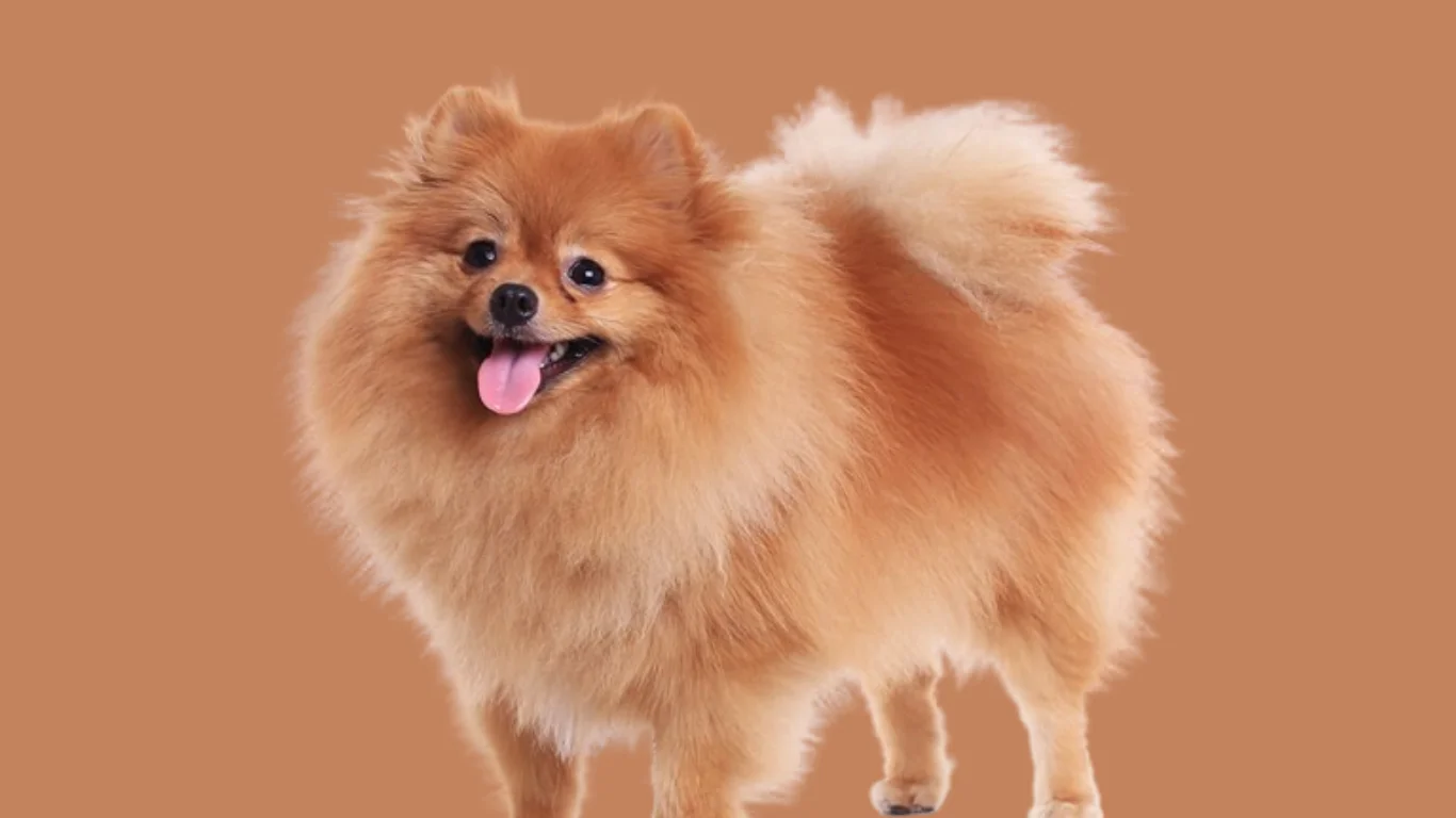 Pomeranian dog price in Jaipur