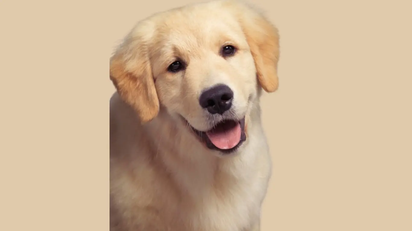 Golden Retriever Puppy Price in Delhi