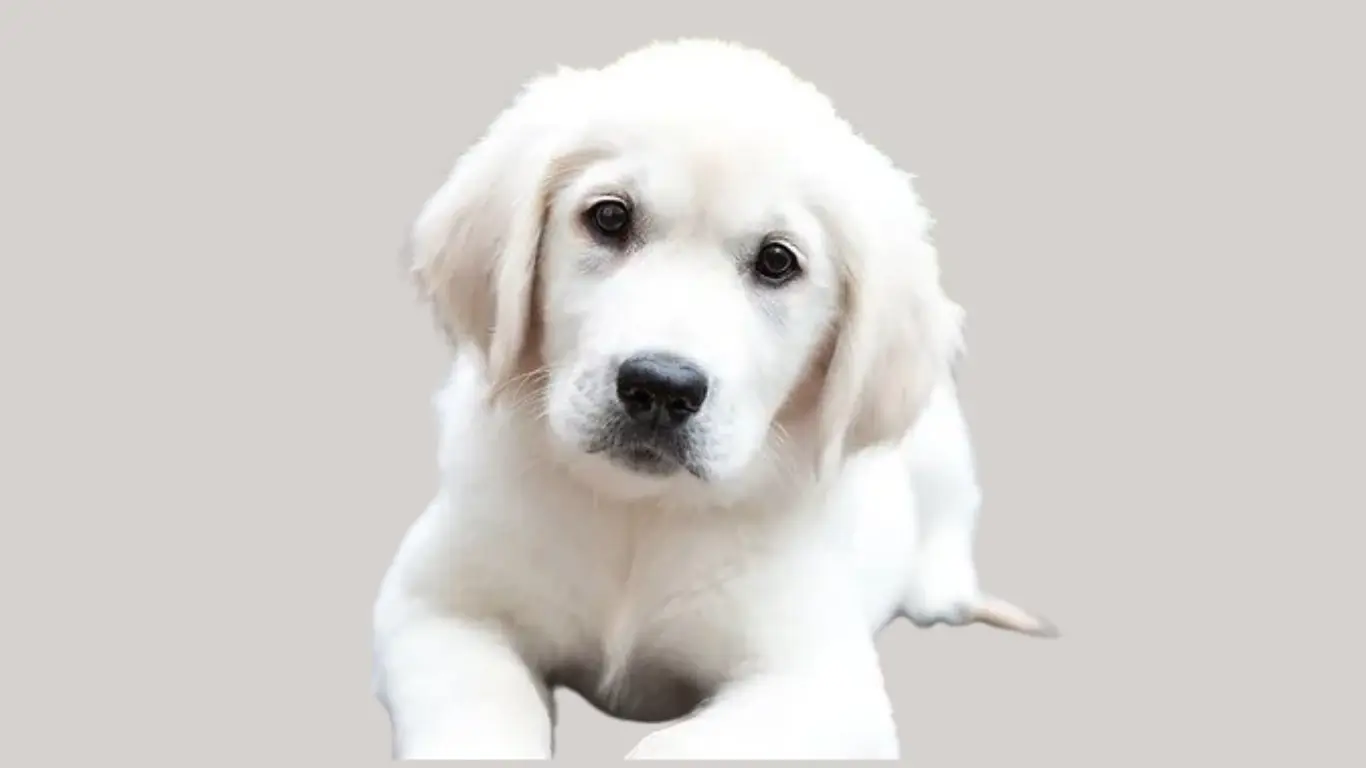 Golden Retriever Puppy Price in Pune