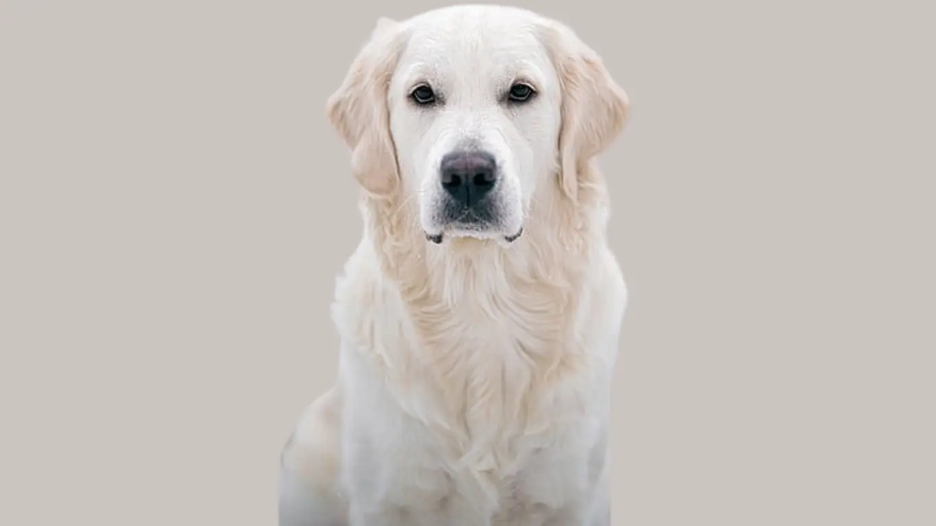 White Golden Retriever Price in India