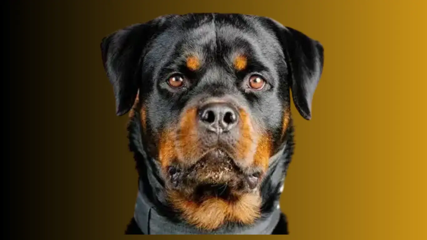 Rottweiler Price in India