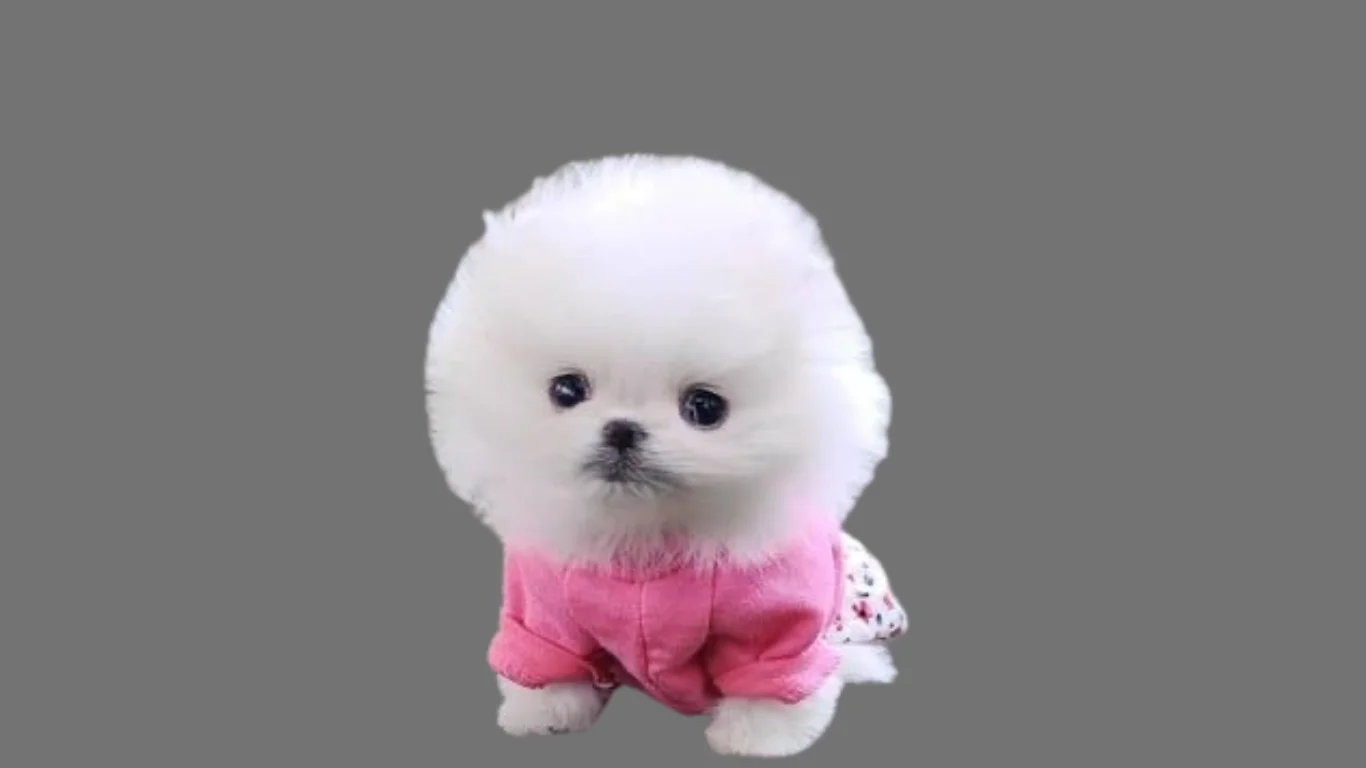 Teacup Pomeranian price in India