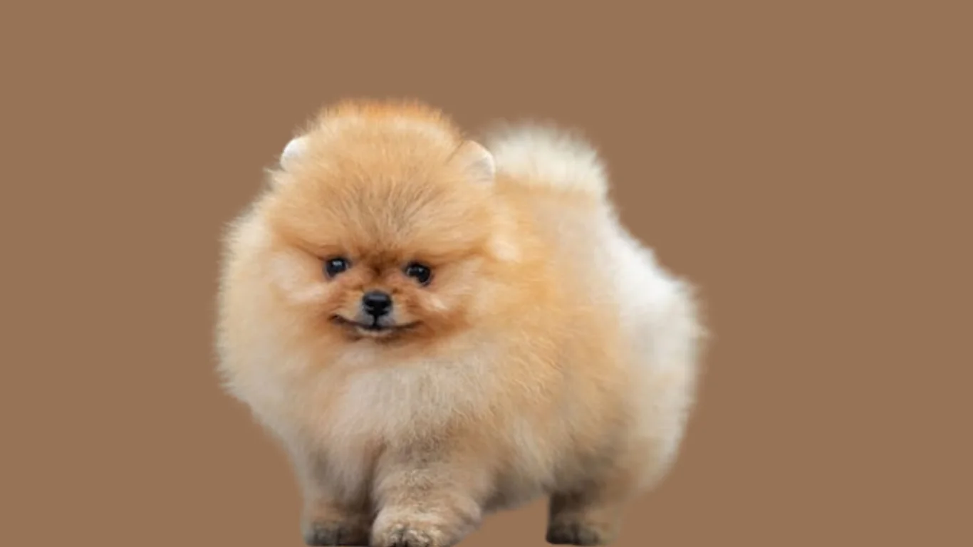 Toy Pomeranian price in India