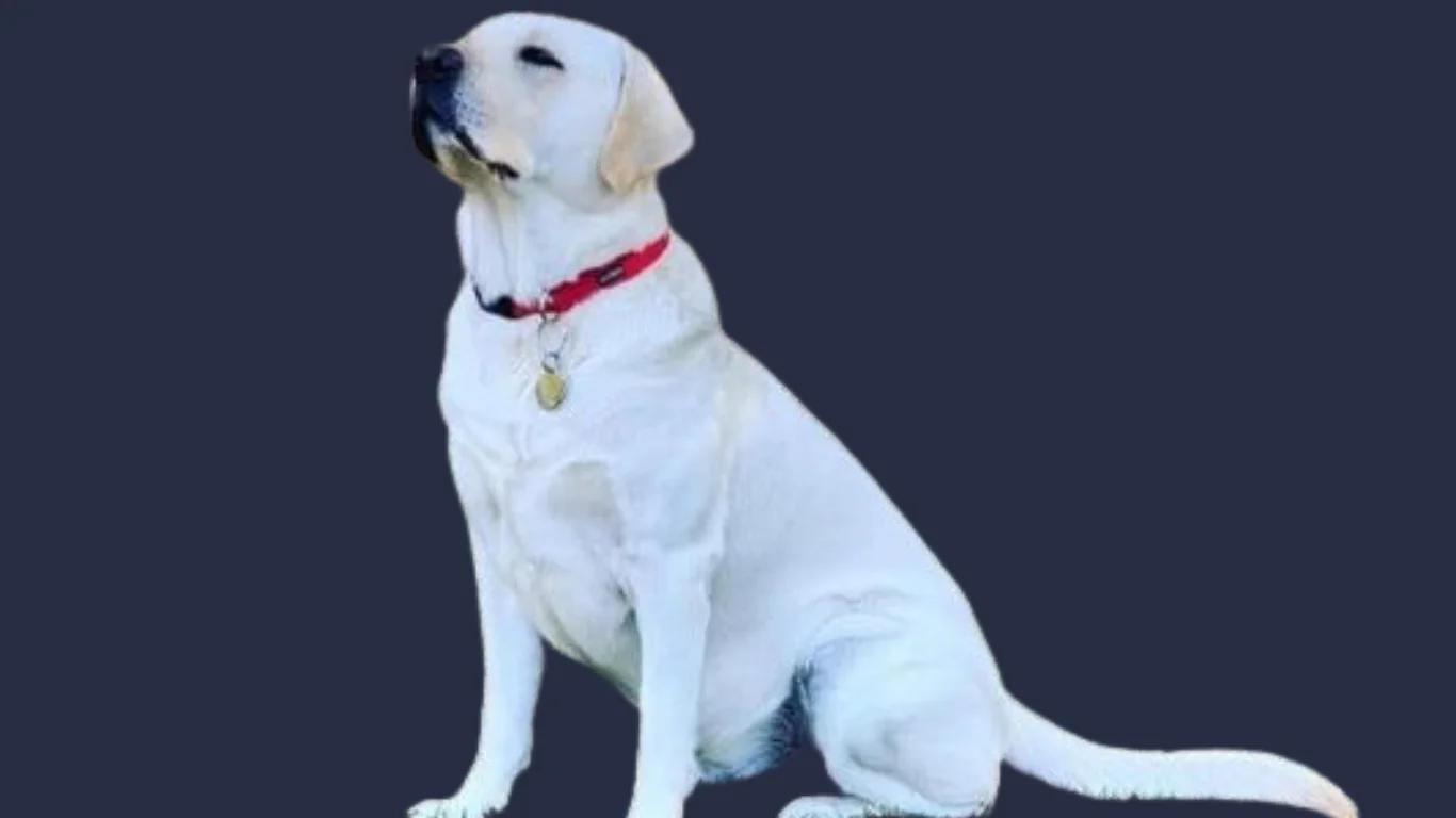 White Labrador dog price