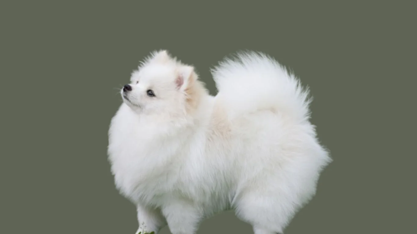 White Pomeranian dog price